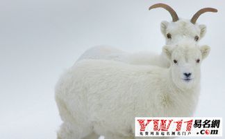 屬羊的份是金命嗎,1979年屬什麼