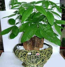 西方屬金適合擺什麼,住宅不同房間擺放什麼植物最適合最能提升運勢