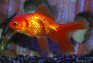 五行屬火的人可以養金魚缸嗎,魚缸與風水有什麼區別?火相沖之忌.魚缸與爐灶對沖,會對家人的健康