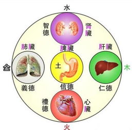 心屬火的五行生剋,我們身體里的五臟六腑是如何相生相剋的(1)