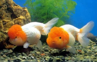 屬猴的人金命風水魚,屬猴人最適合養什麼風水魚