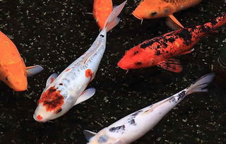 五行屬火放什麼魚,五行屬火的生肖適合哪種「風水魚」(組圖)