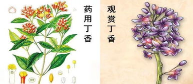 藥材丁香為桃金娘科桃蒲屬植物,丁香的植物科屬