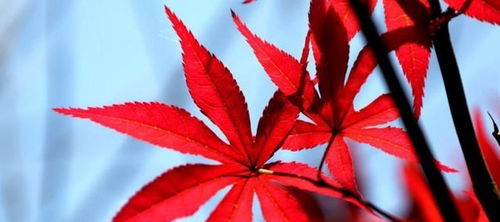七七五行屬土還是火,金木水火土查詢1.陰歷1977年12月16日凌晨3點多出生的是哪愛問知識