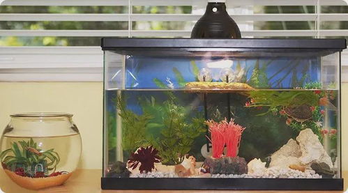 五行屬火魚缸放正南,哪些方位擺魚缸好?