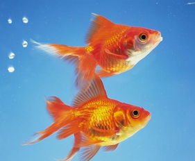 屬木缺金能養金魚嗎,養魚有什麼講究養魚風水中的一些禁忌