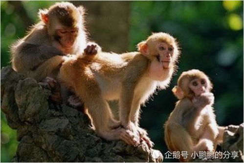 屬狗水命與屬猴金命,屬狗的和什麼屬相最配?相剋?