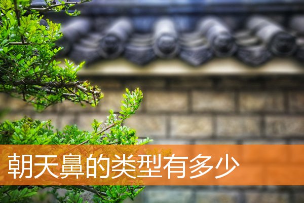 朝天鼻的類型有多少
