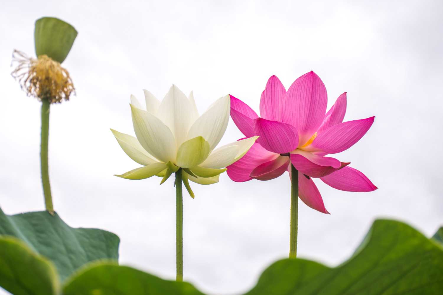 2019年3月7號出生的豬寶寶命好不好，是什麼性格