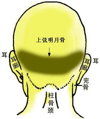 骨相圖解：兩弦明月骨
