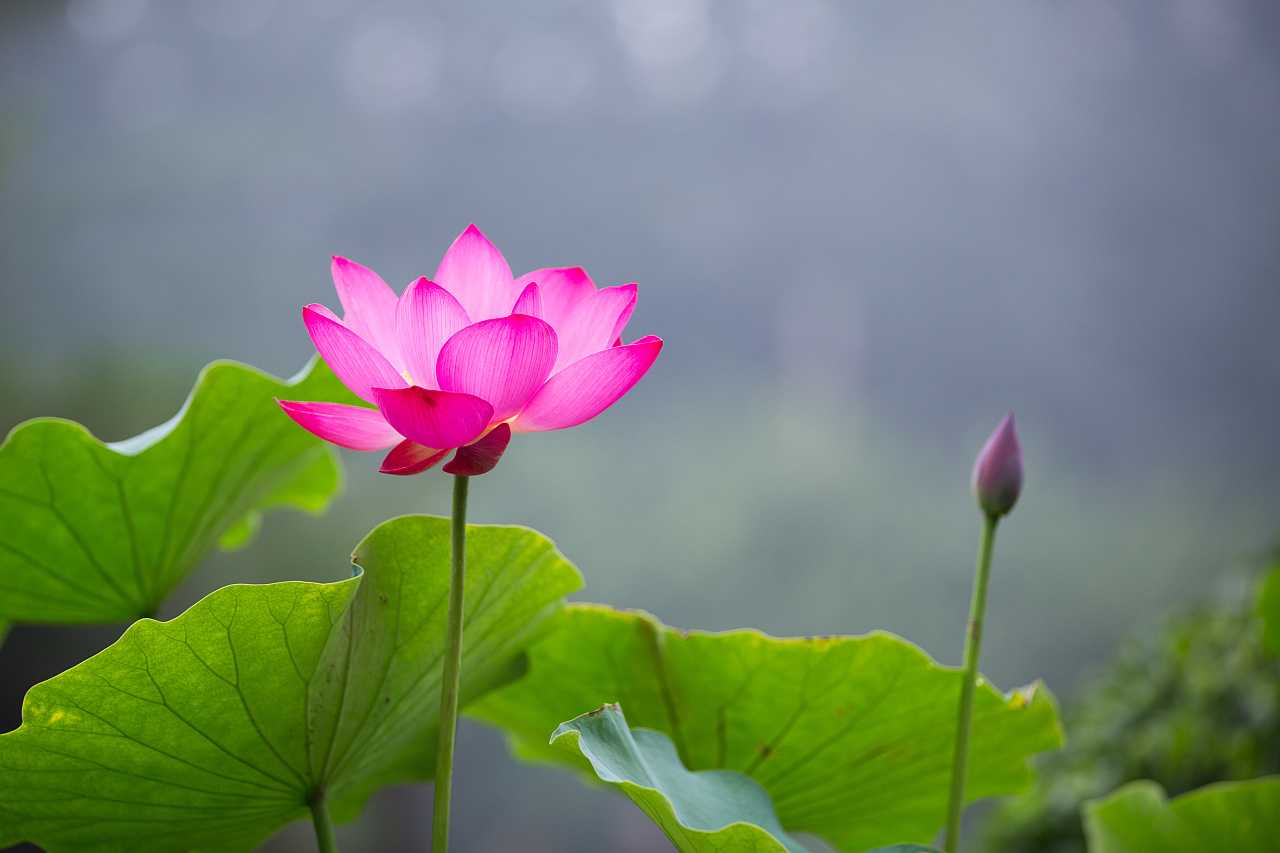 2019年3月6號出生的豬寶寶命好不好，是什麼性格