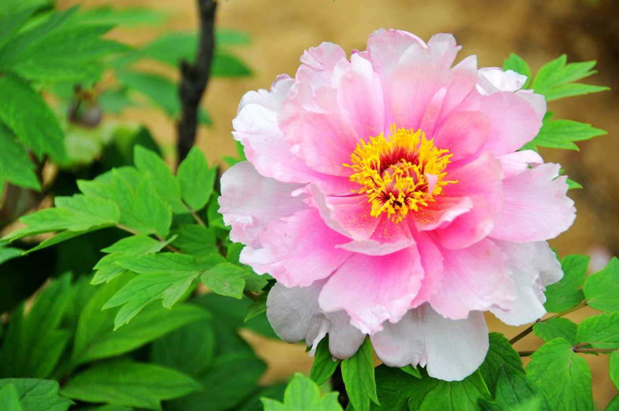 2019年3月20號出生的豬寶寶命好不好，是什麼性格