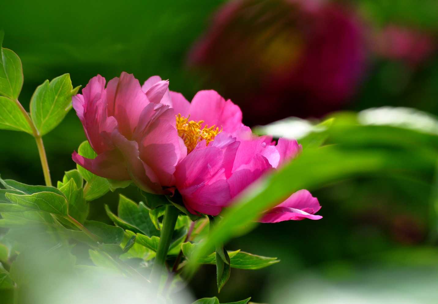 2019年3月20號出生的豬寶寶命好不好，是什麼性格