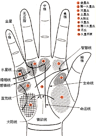 手相婚姻線圖解：從手相婚姻線看姻緣