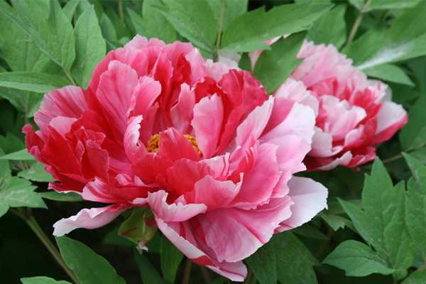 2019年3月21號出生的豬寶寶命好不好，是什麼性格