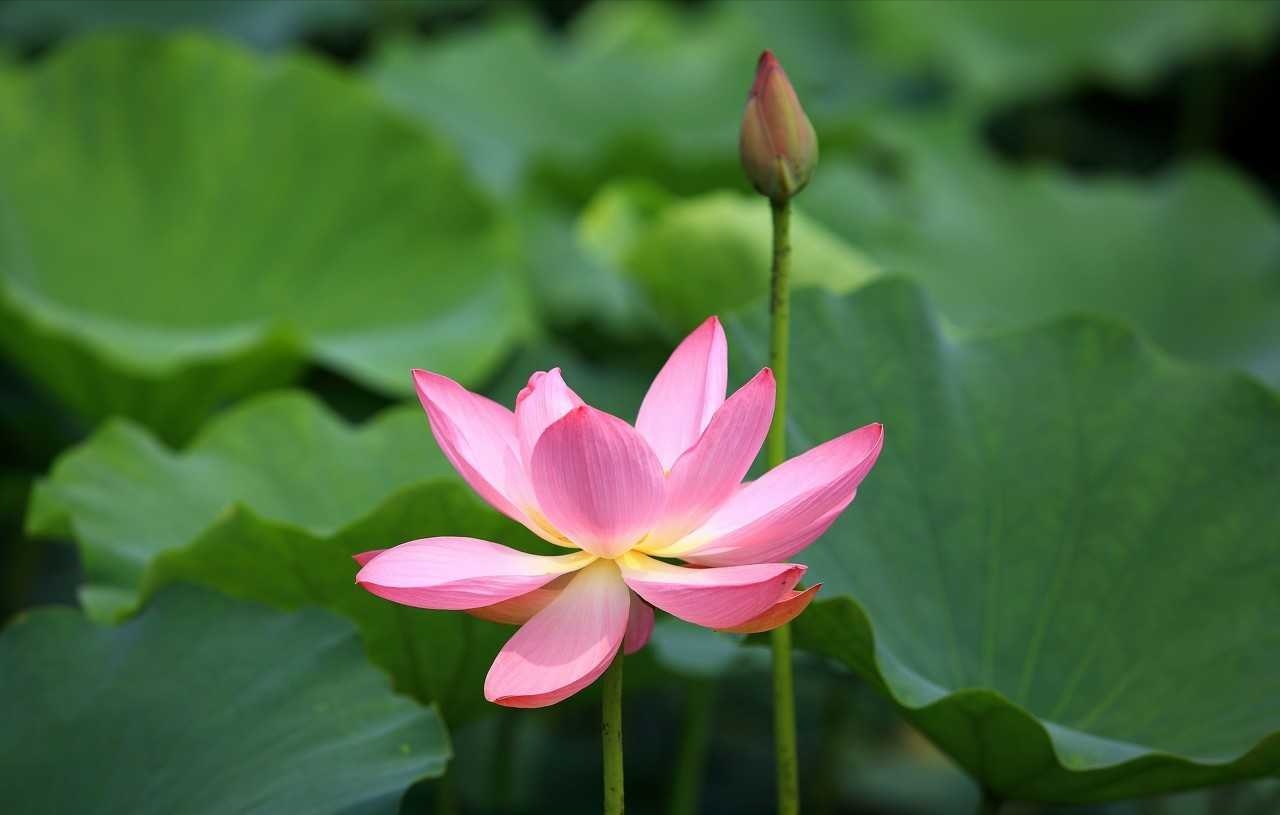 2019年3月13號出生的豬寶寶命好不好，是什麼性格