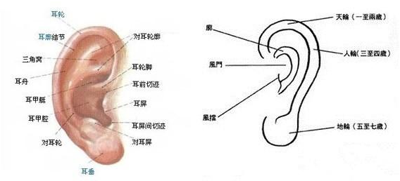 耳朵長痣代表什麼 耳屏要發財