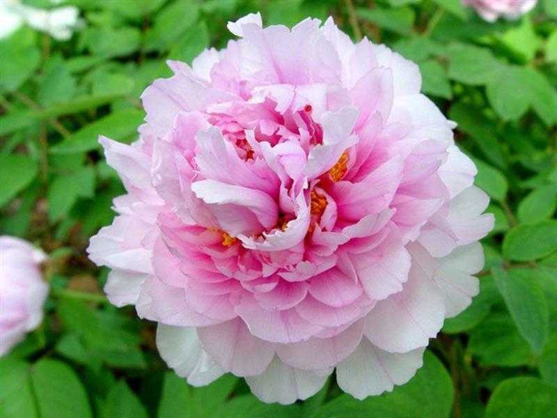 2019年3月19號出生的豬寶寶命好不好，是什麼性格