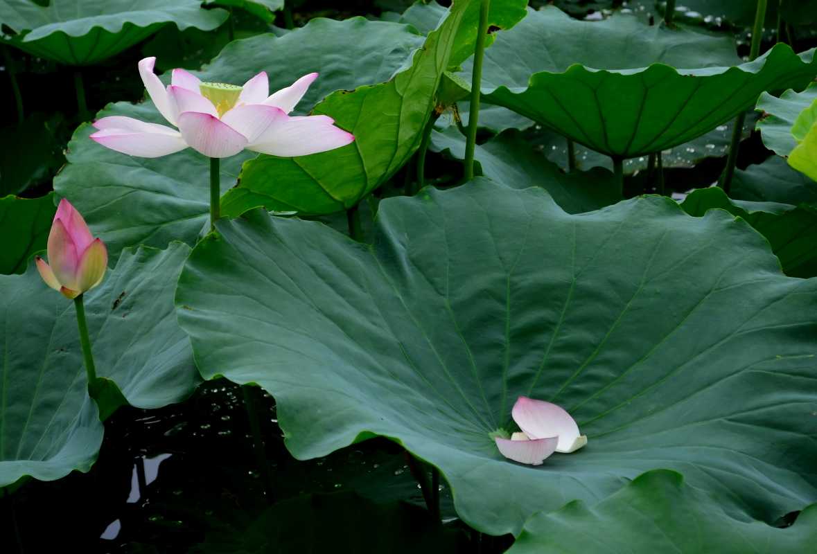 2019年3月12號出生的豬寶寶命好不好，是什麼性格