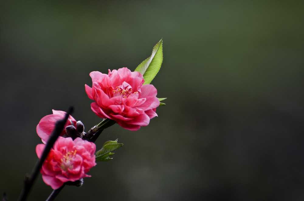 2019年3月29號出生的豬寶寶命好不好，是什麼性格