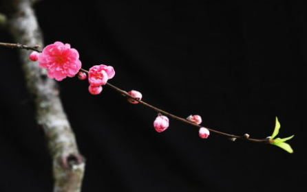 盤點容易遇上桃花劫的主星