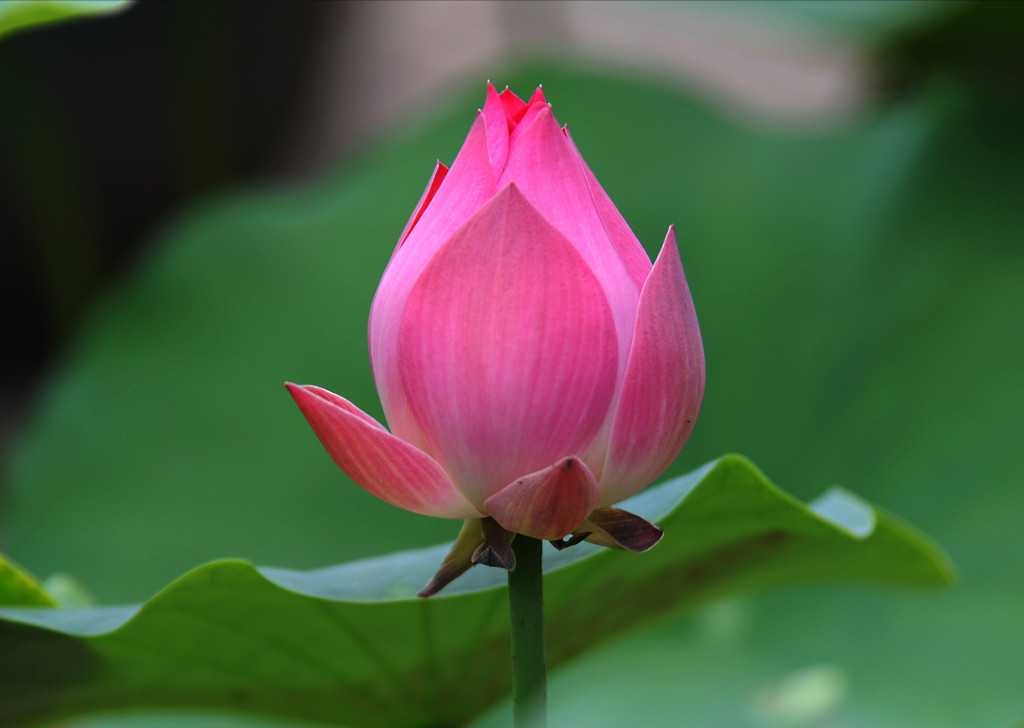 2019年3月15號出生的豬寶寶命好不好，是什麼性格