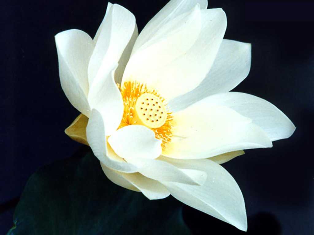 2019年3月6號出生的豬寶寶命好不好，是什麼性格