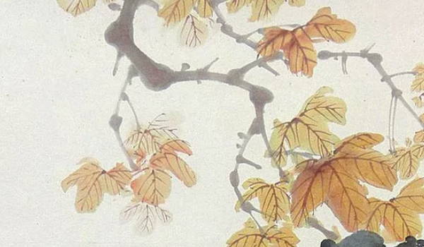 院子里種什麼樹風水好又旺財 羅漢松帶來旺盛財運