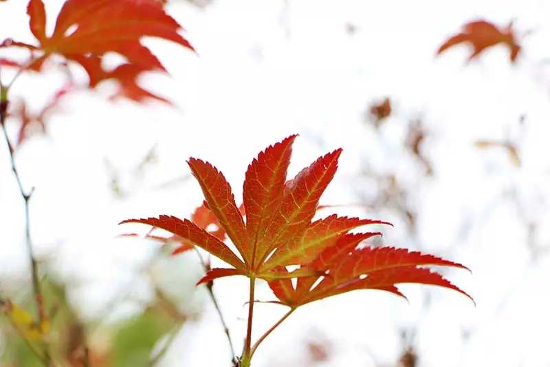 2019年2月6號出生的豬寶寶命好不好，是富貴命嗎