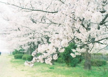 挑選適合你的桃花開運物