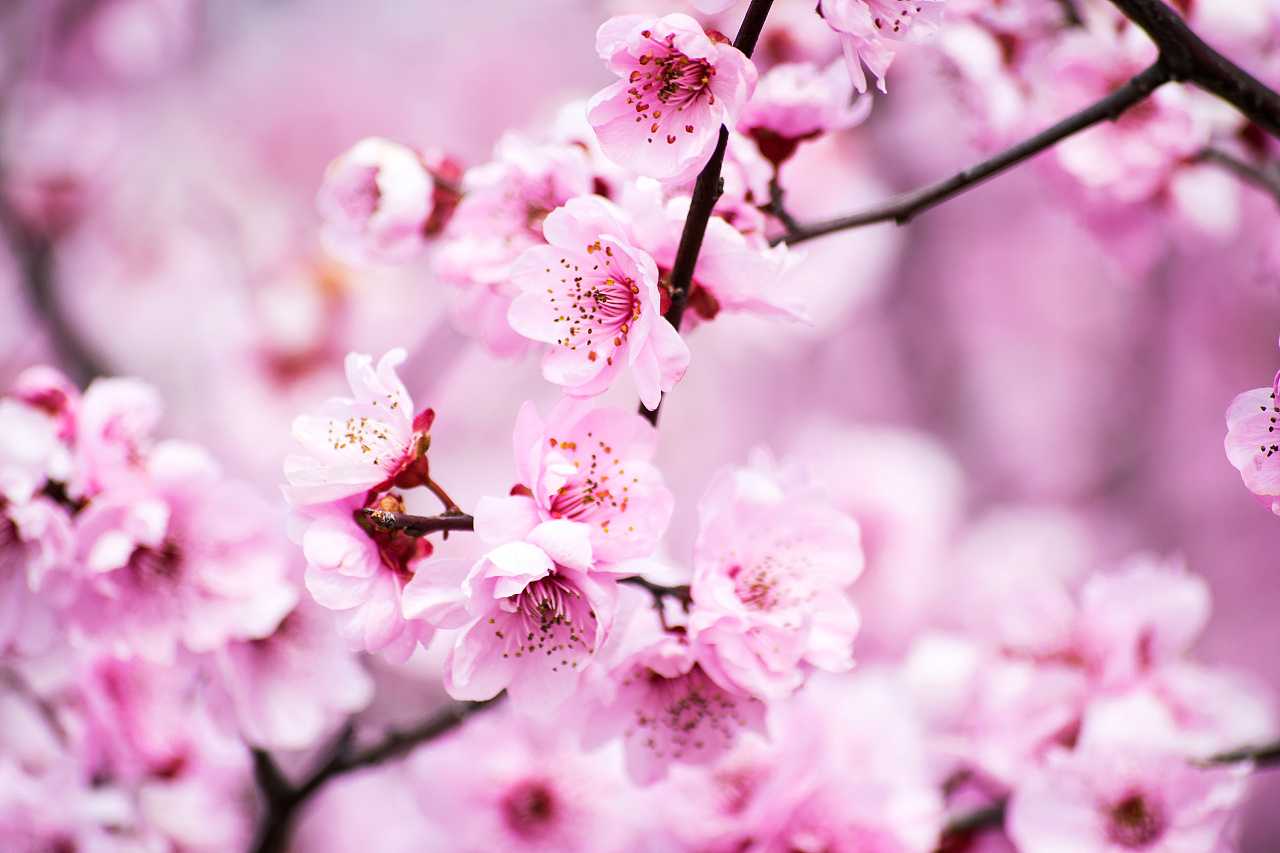 2019年3月26號出生的豬寶寶命好不好，是什麼性格
