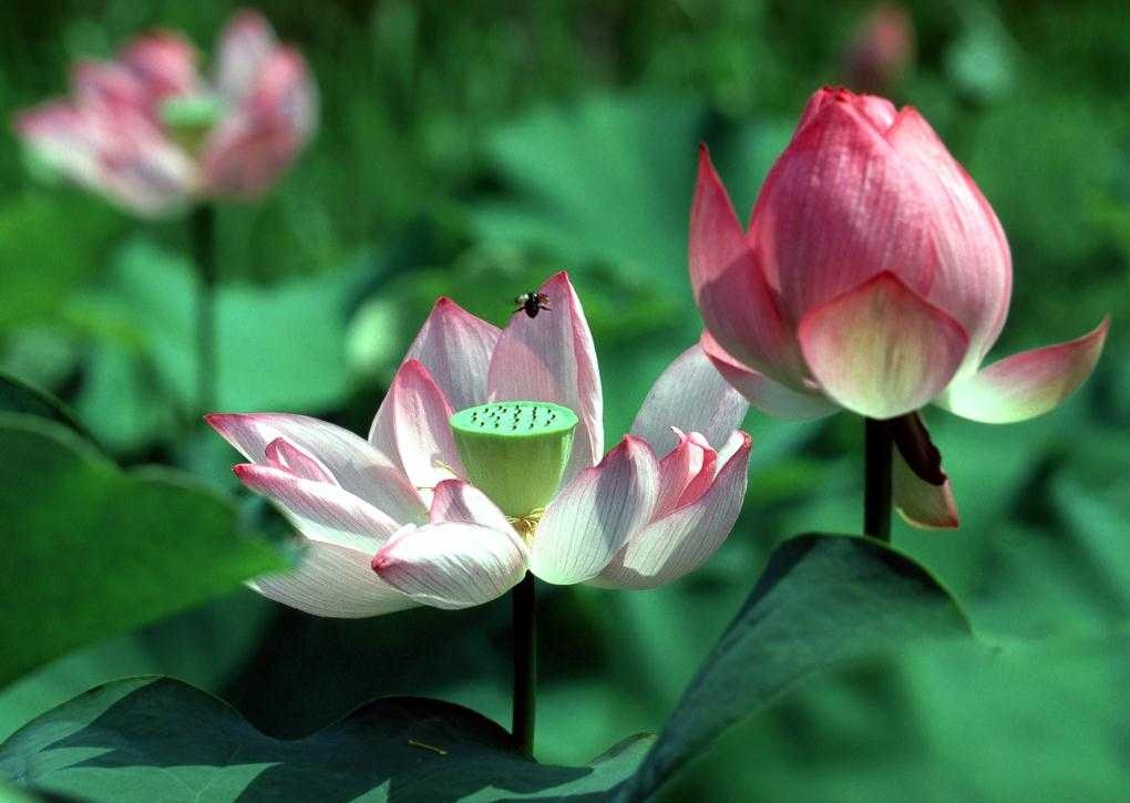 2019年3月15號出生的豬寶寶命好不好，是什麼性格
