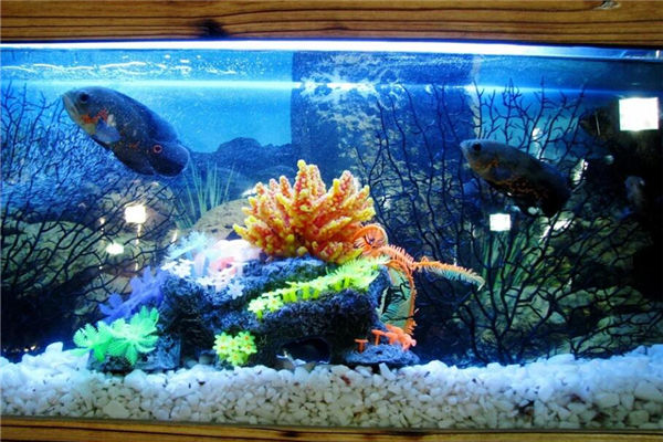 玄關處擺放魚缸風水禁忌