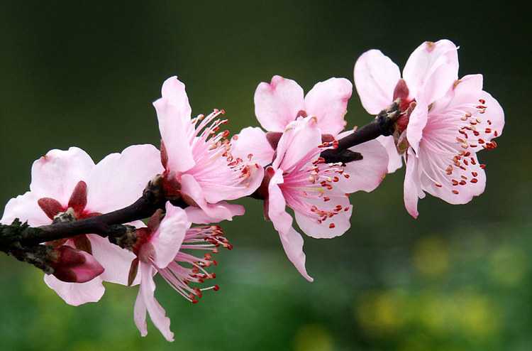2019年3月26號出生的豬寶寶命好不好，是什麼性格