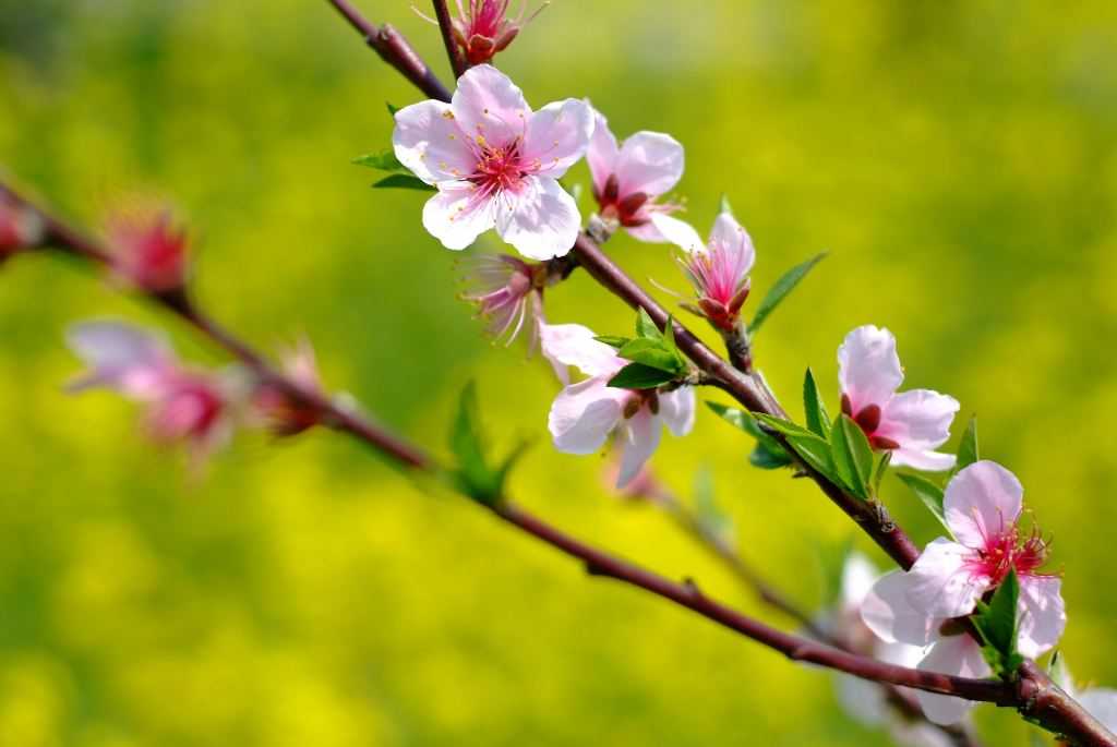 2019年3月27號出生的豬寶寶命好不好，是什麼性格