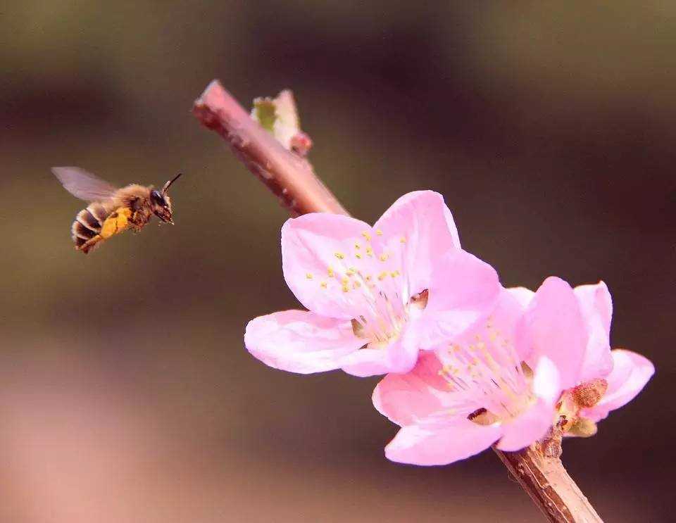 2019年3月27號出生的豬寶寶命好不好，是什麼性格