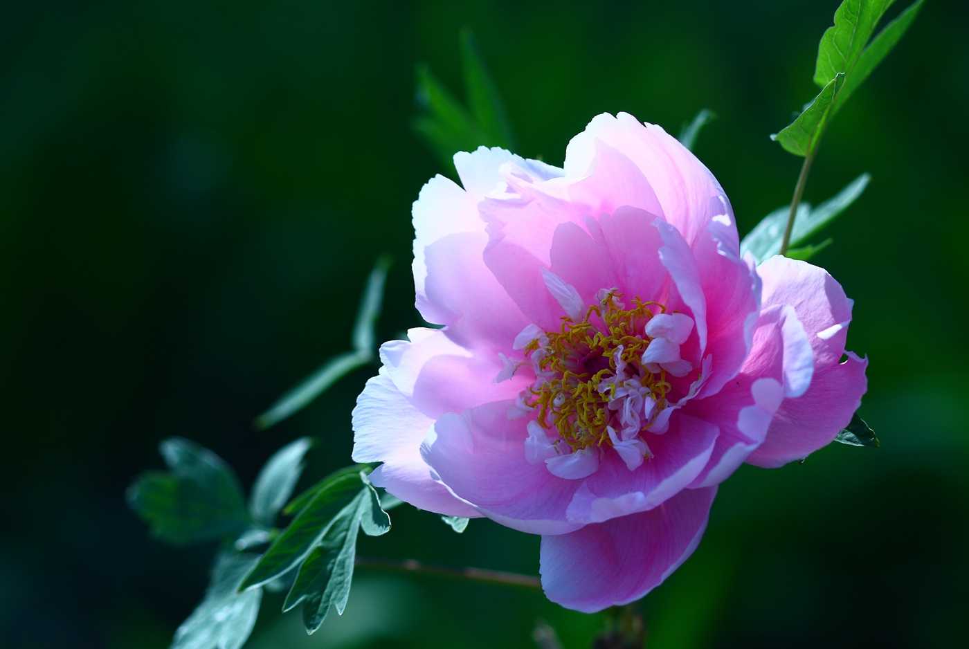 2019年3月22號出生的豬寶寶命好不好，是什麼性格