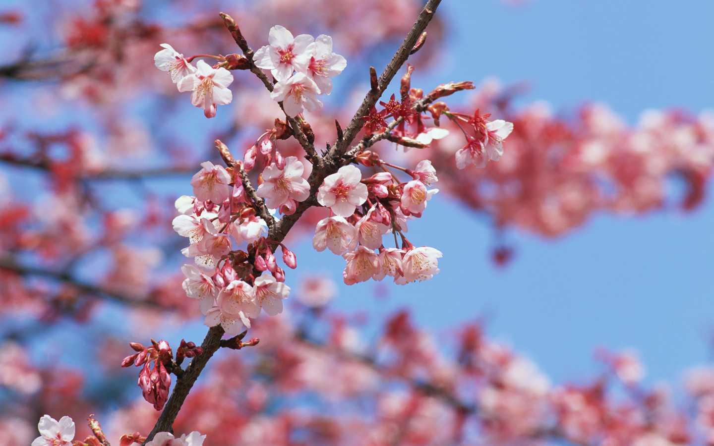 2019年3月30號出生的豬寶寶命好不好，是什麼性格