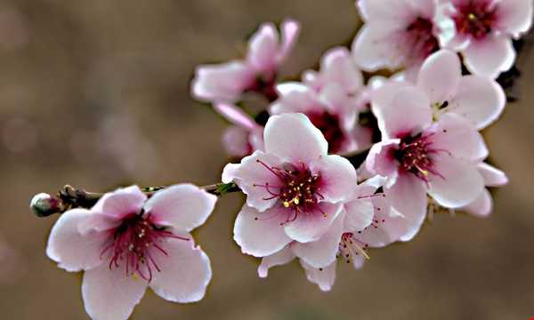 2019年3月30號出生的豬寶寶命好不好，是什麼性格