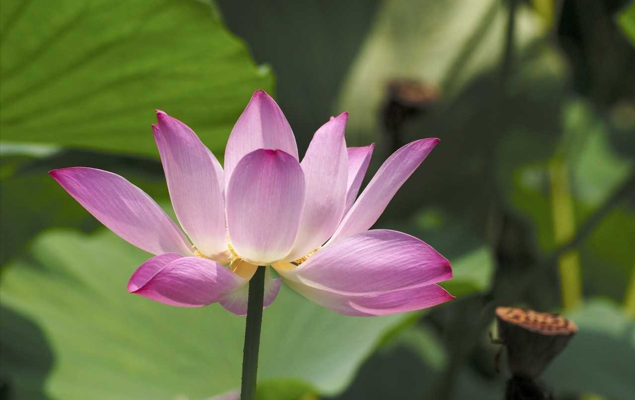 2019年3月13號出生的豬寶寶命好不好，是什麼性格