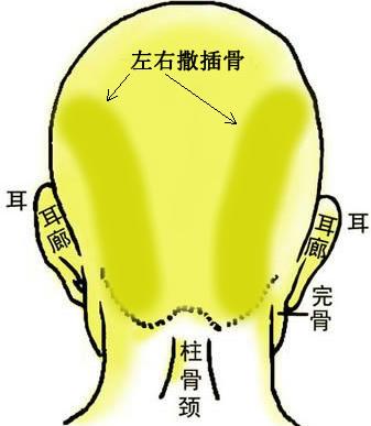 骨相圖解：左右撒插骨