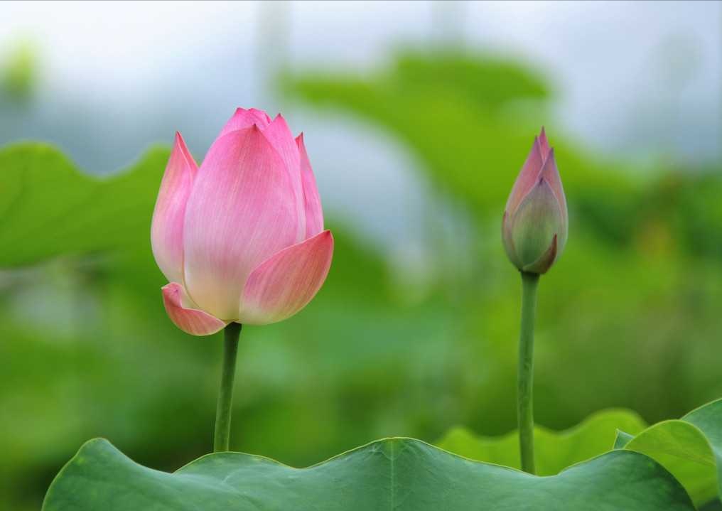 2019年3月15號出生的豬寶寶命好不好，是什麼性格