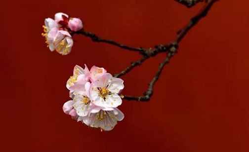 八字如何查正印和偏印 根據出生日期