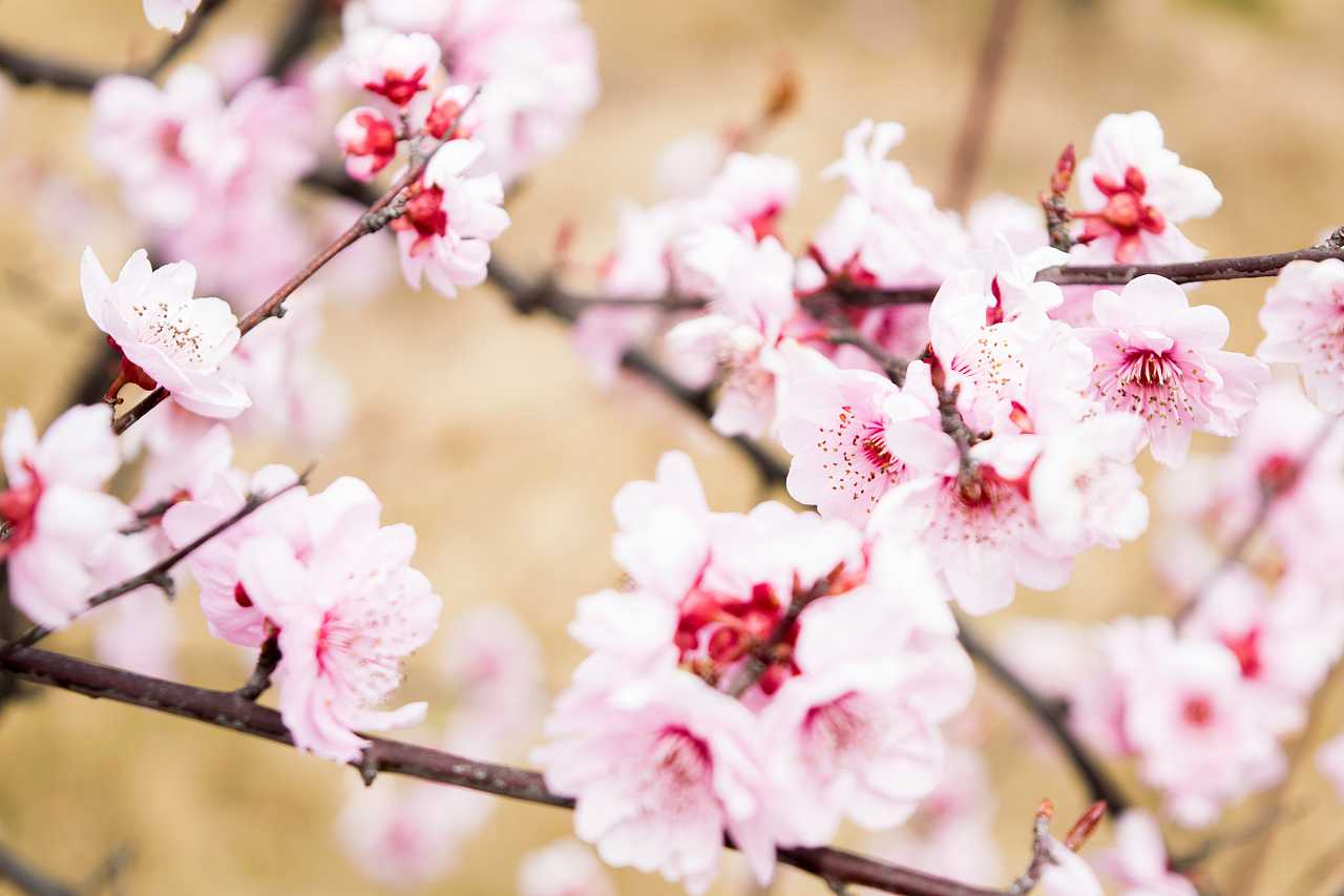 2019年3月28號出生的豬寶寶命好不好，是什麼性格