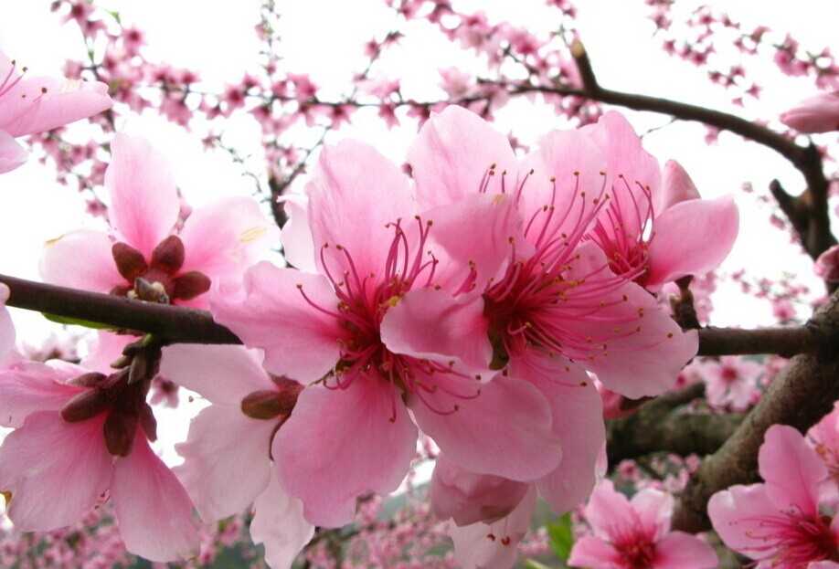 2019年3月30號出生的豬寶寶命好不好，是什麼性格