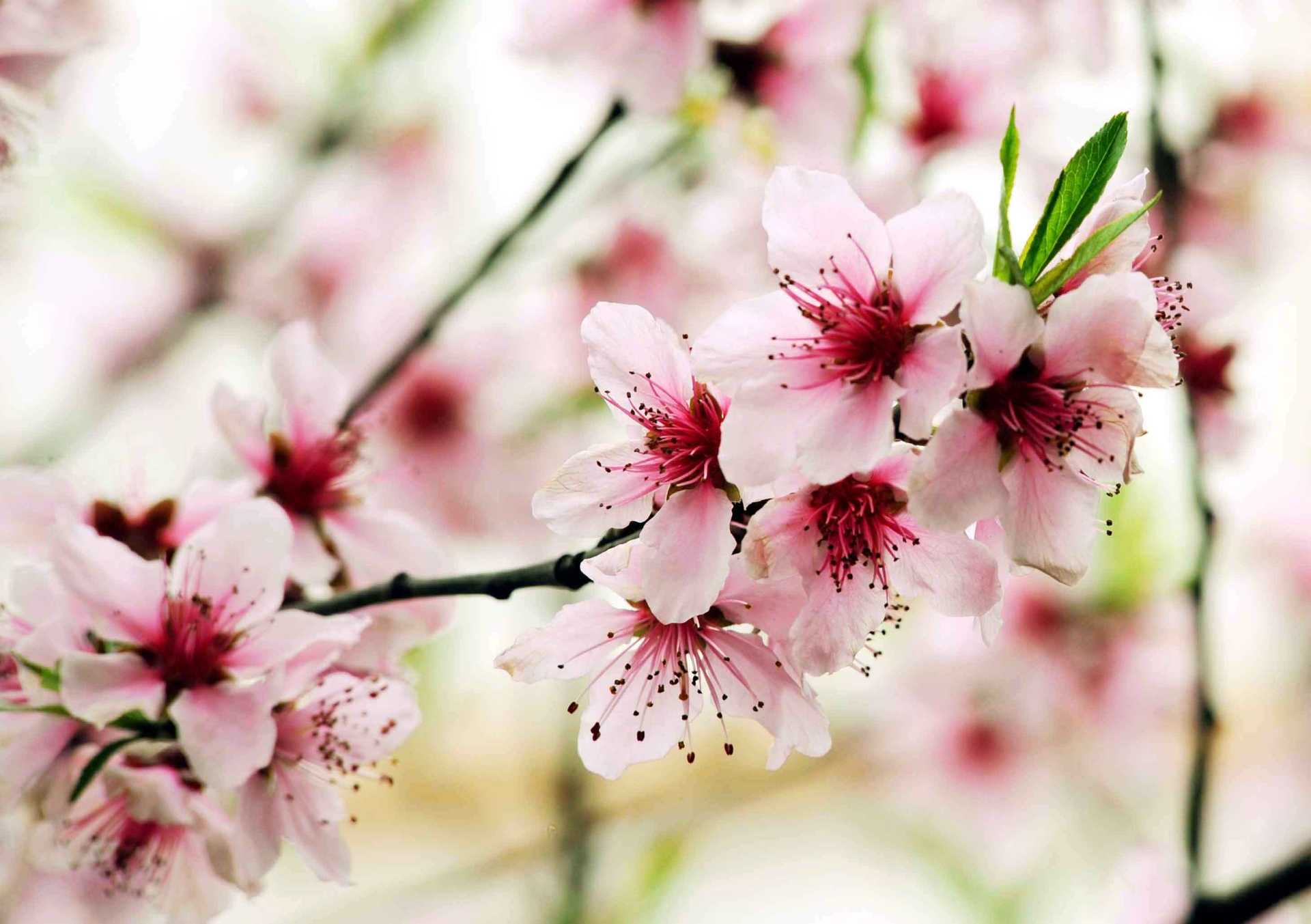 2019年3月31號出生的豬寶寶命好不好，是什麼性格