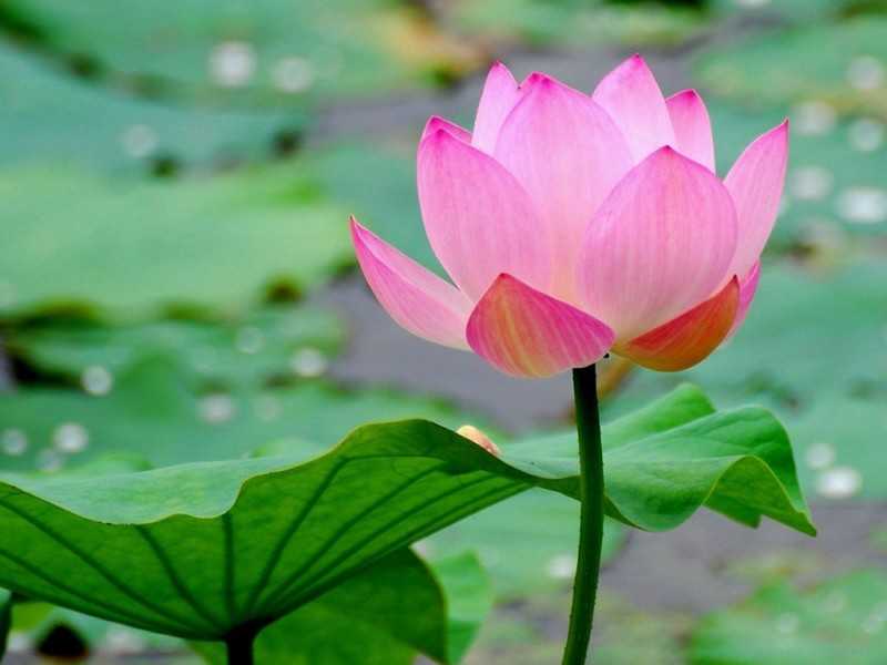 2019年3月10號出生的豬寶寶命好不好，是什麼性格