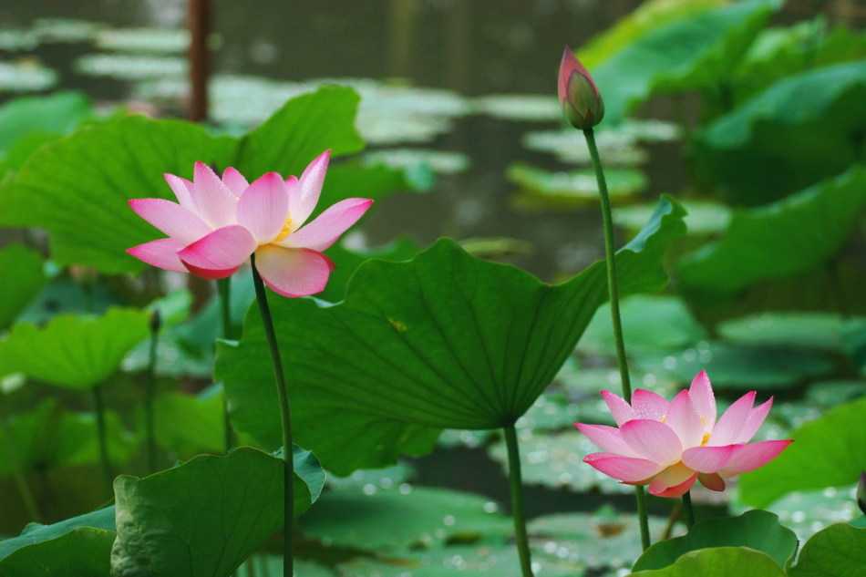 2019年3月6號出生的豬寶寶命好不好，是什麼性格