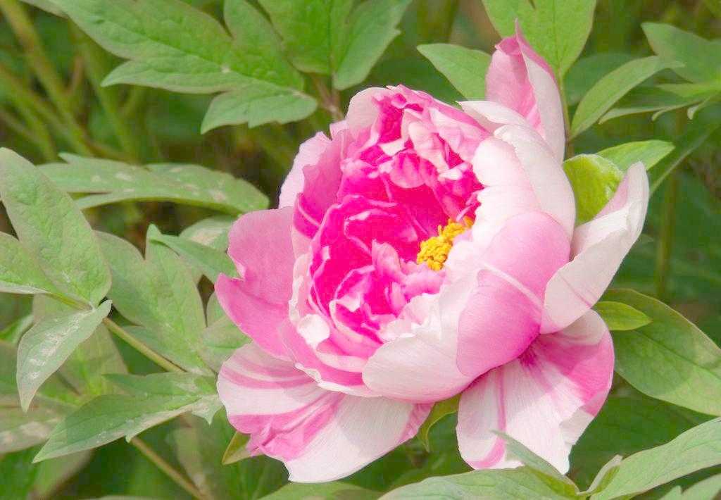 2019年3月19號出生的豬寶寶命好不好，是什麼性格