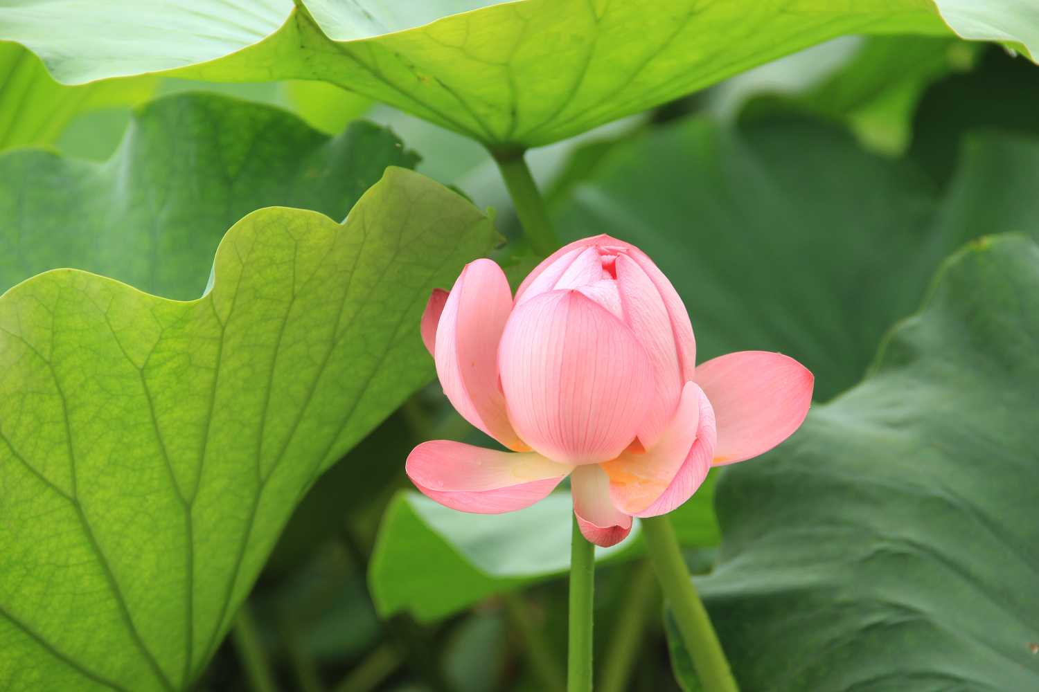 2019年3月7號出生的豬寶寶命好不好，是什麼性格